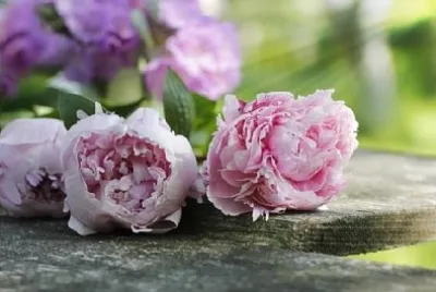 Pivoines sur planche de bois