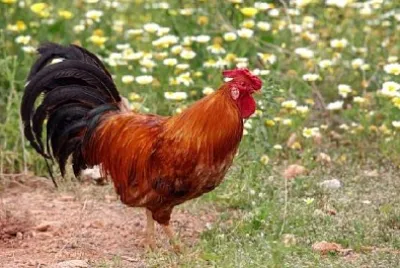 Cockerel in a Flowery Meadow  jigsaw puzzle