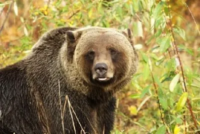Männlicher Grizzlybär