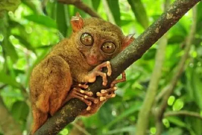Tarsier på ett träd