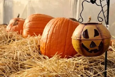 お祝いの秋のカボチャ