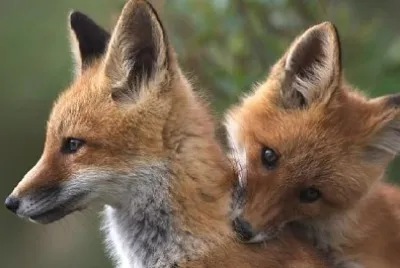 Due giovani volpi rosse