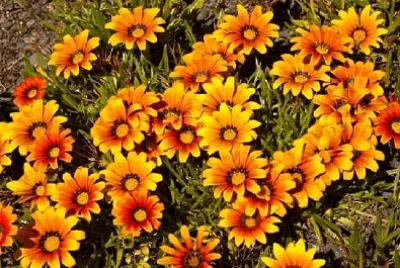 Racimo de flores amarillas y naranjas