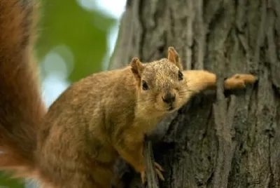 Esquilo em uma árvore