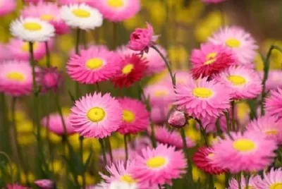 Champ de fleurs sauvages à Kings Park, Perth, Australie