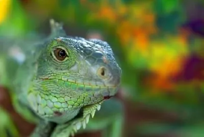 Iguana verde