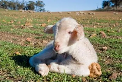 Riposo di agnello
