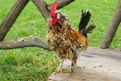 Chicken jigsaw puzzle