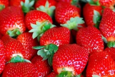 Fraises