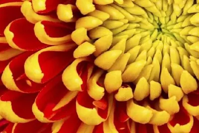 Gelbe Dahlienblume