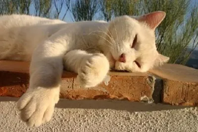 Chat blanc endormi