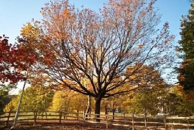 Outono em Ontário, Canadá