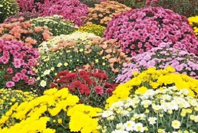 Belles fleurs d'automne