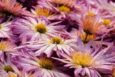 Pétales de fleurs avec gouttes de rosée