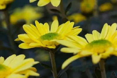 Chrysanthèmes