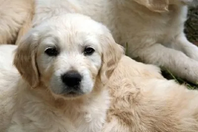 Golden Retriever Welpe