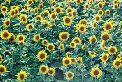 Girasole