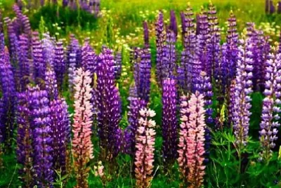 Lupino de jardín púrpura y rosa