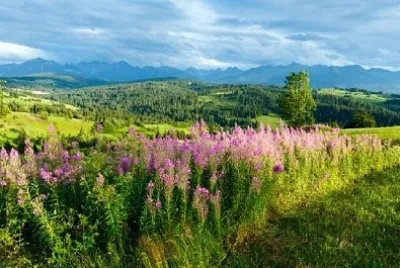 Summer Mountain Country View jigsaw puzzle