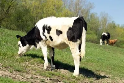 フィールドの牛