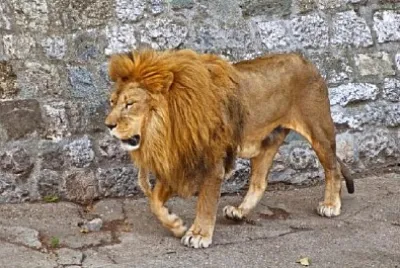 Lion d'Afrique se promenant