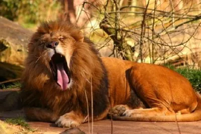 Un lion béant
