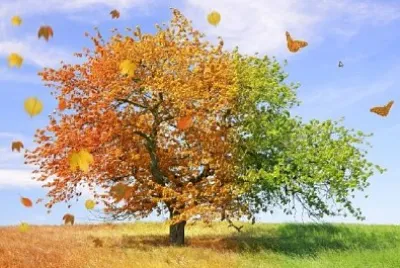 Árvore da Temporada