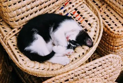 Sleeping Kitten jigsaw puzzle