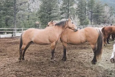 Farm Horses jigsaw puzzle