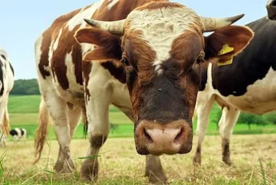 ブル・イン・ザ・フィールド