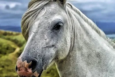 Horse Portrait jigsaw puzzle