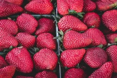 Fraises