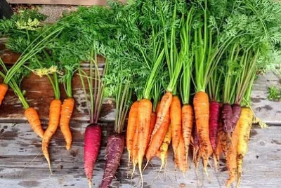 Живи моркови