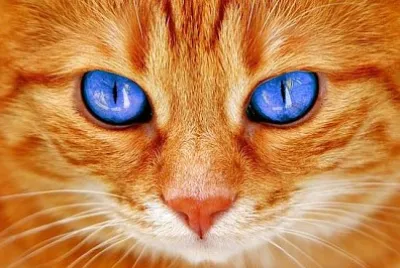 Cats Eyes jigsaw puzzle