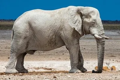 Elephant in Namibia jigsaw puzzle