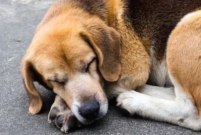 かわいい眠そうな犬