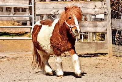 Cutest Ponny jigsaw puzzle
