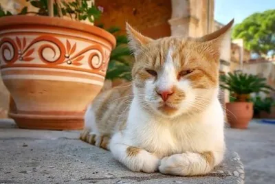 פאזל של חתול עצלן מכרתים