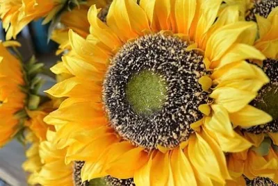 Fiore del sole