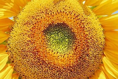 Primo piano del fiore del sole