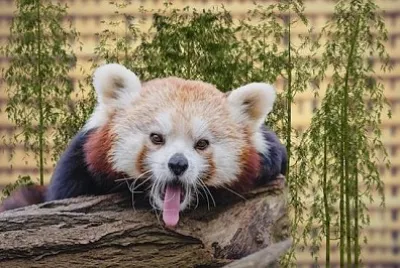 Сладка мечка