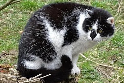 Le chat quotidien