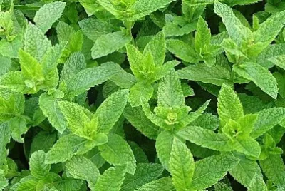 פאזל של מנטה מרוקאית