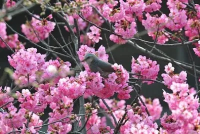 fleur de cerisier