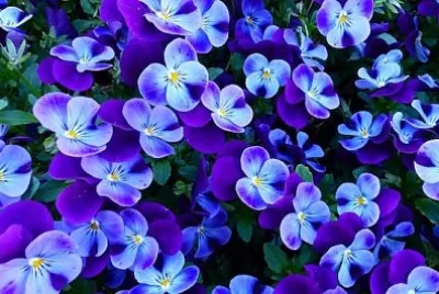 Jardin de fleurs