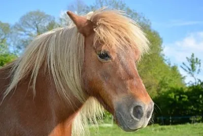 Poney Shetland