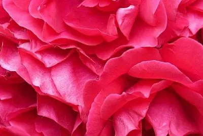 Roses rouges