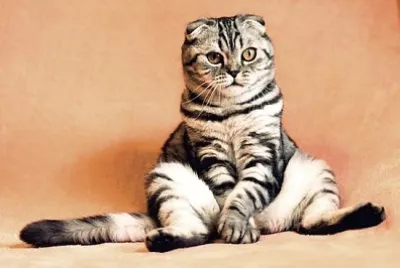 座っている猫