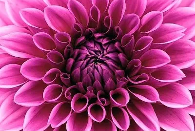 Perfekte rosa Dahlie