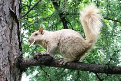 Esquilo em uma árvore